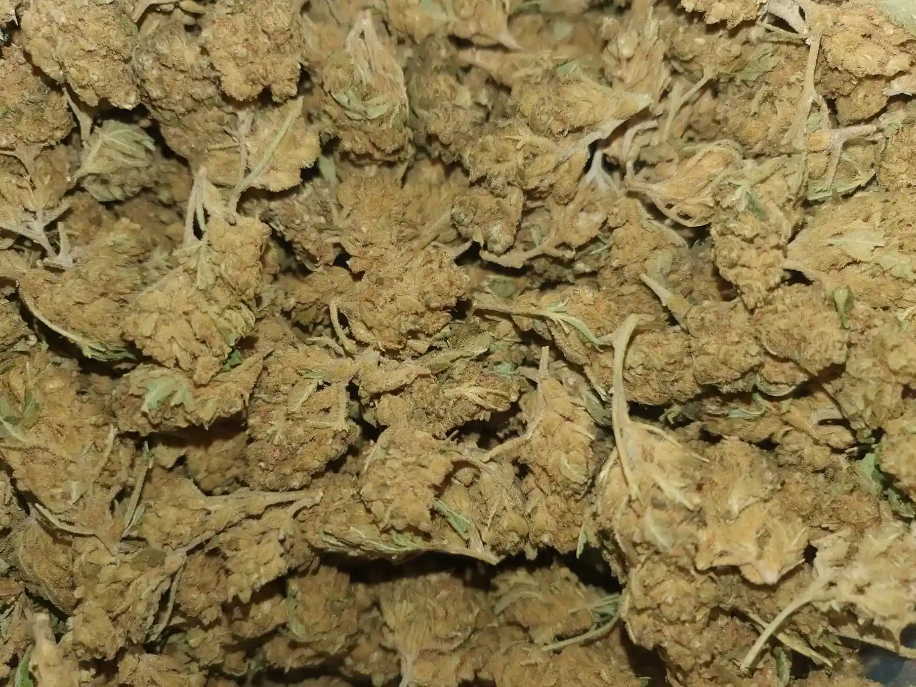 Lemon kush CBD-Blüten