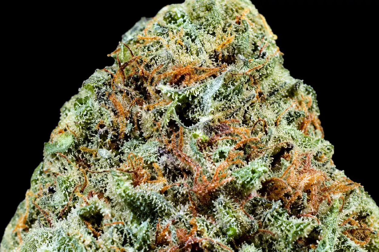 Harlequin THCA closeup