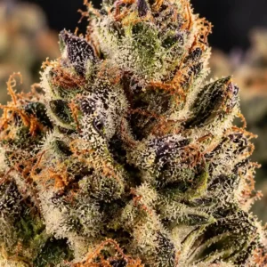 Runtz THCA Blüten closeup