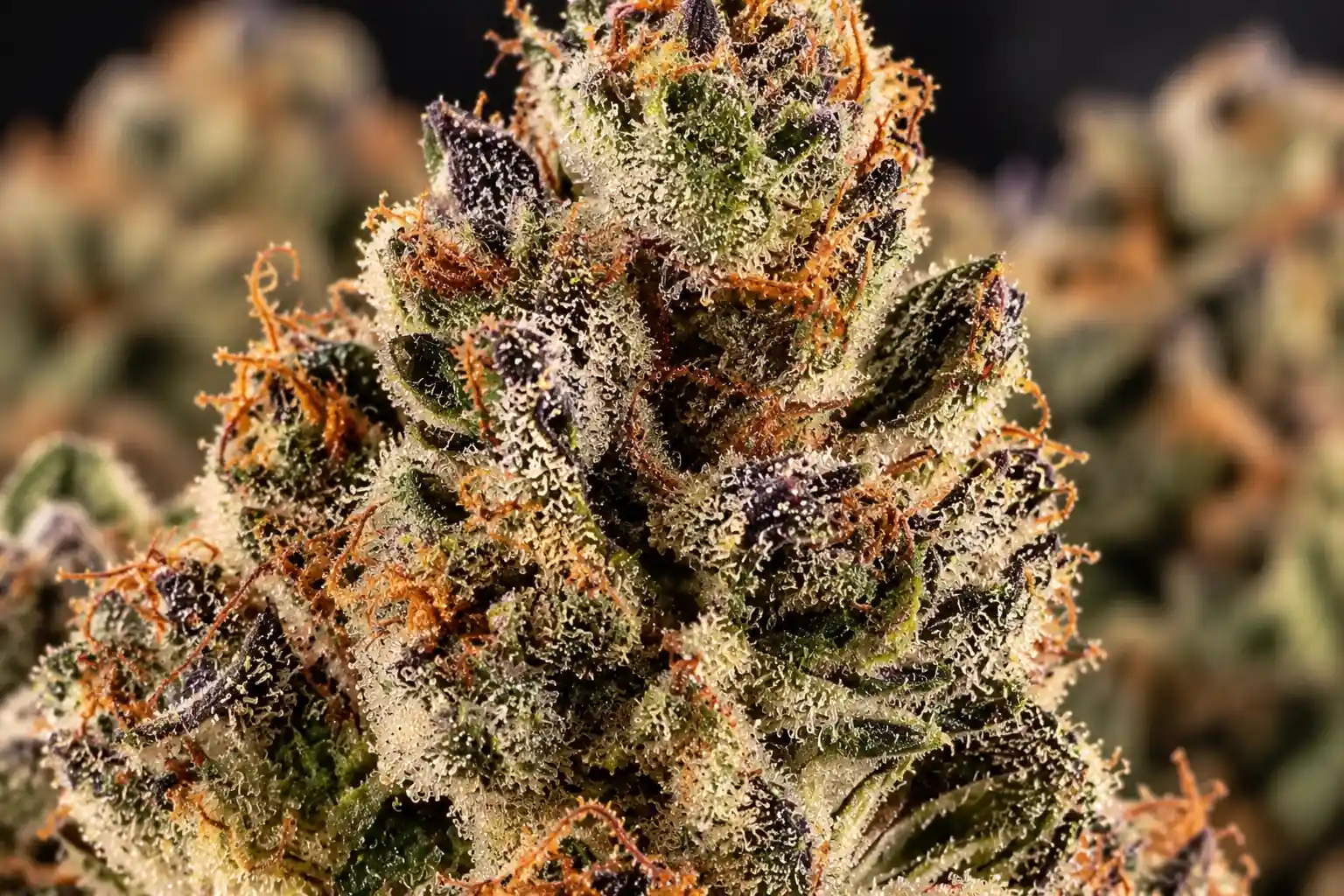 Runtz THCA Blüten closeup