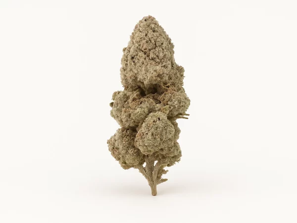 Strawberry ice strain THCA Blüten. Premium Cannabis kaufen