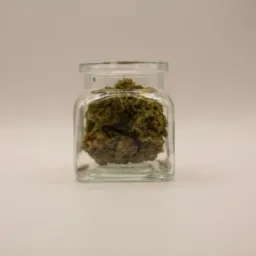 CBD-blüten - Amnesia Haze - 5g