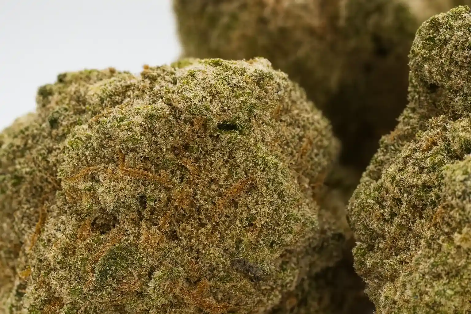 Gorilla glue/GG4 closeup trichome