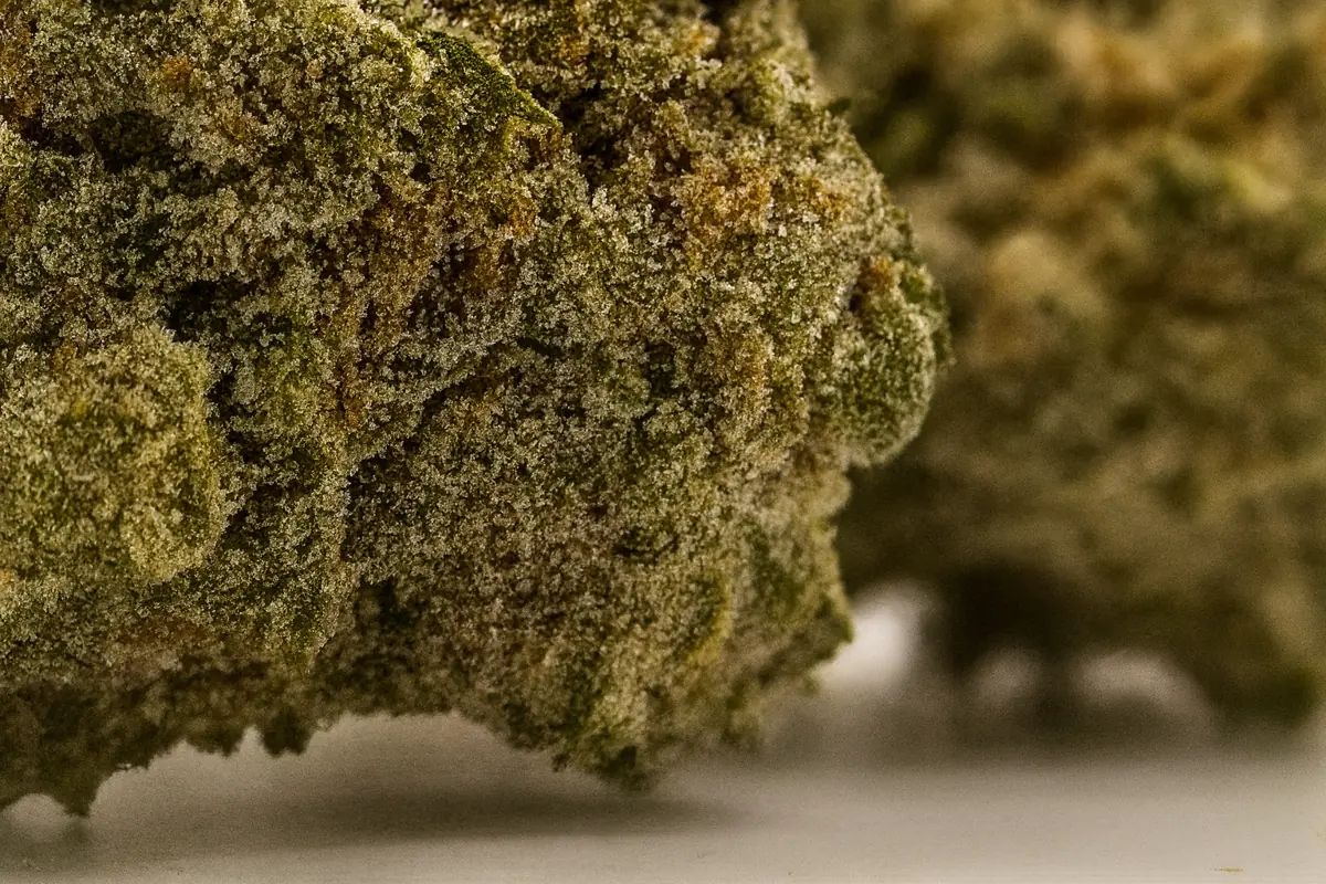 Lemon Haze closeup trichome