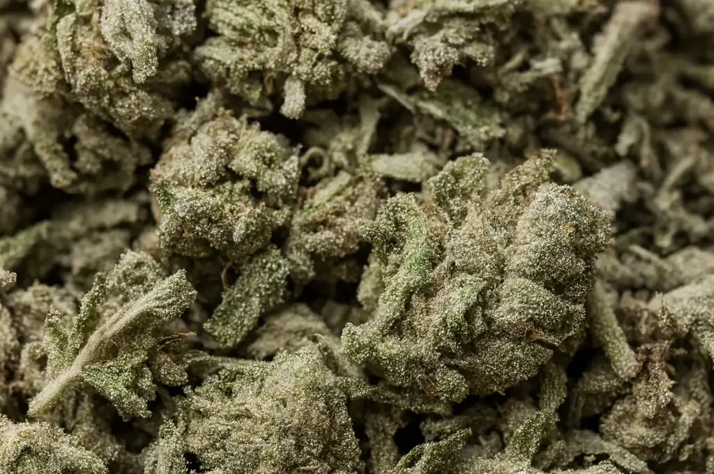 Trim/small buds closeup