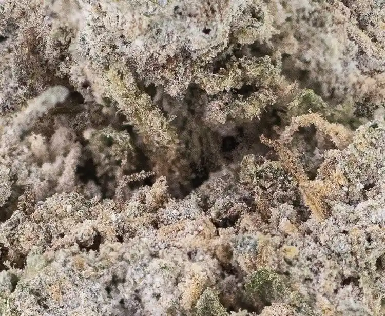 Strawberry ice cannabis blüten