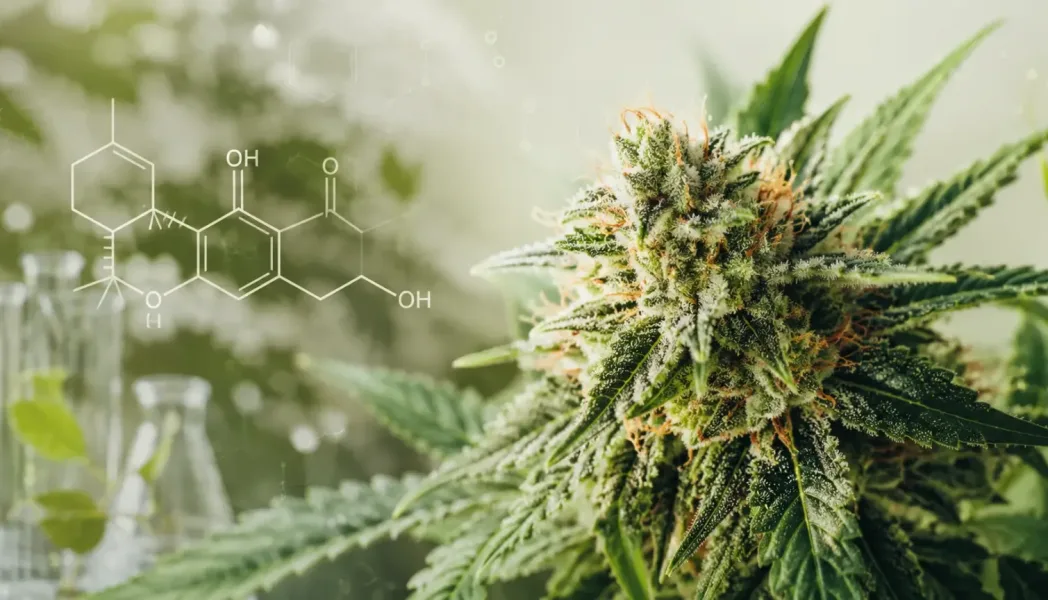 Cannabispflanze mit THCA-Molekülstruktur als Symbol für die natürliche Herkunft von THCA