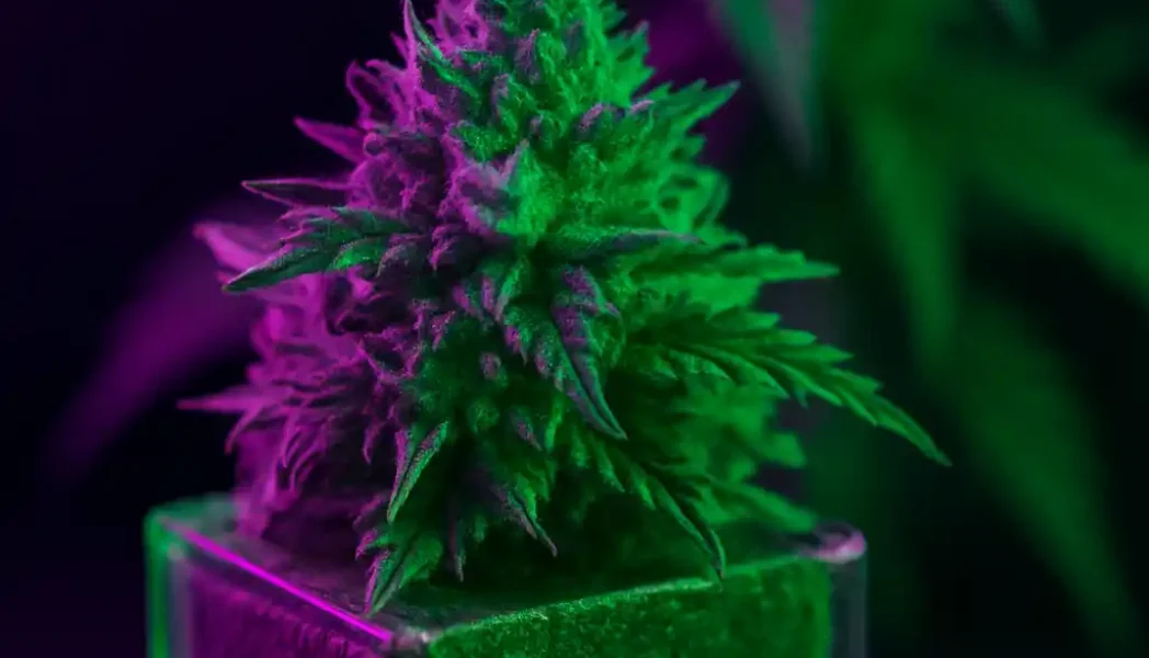 THC-Haschisch in Deutschland