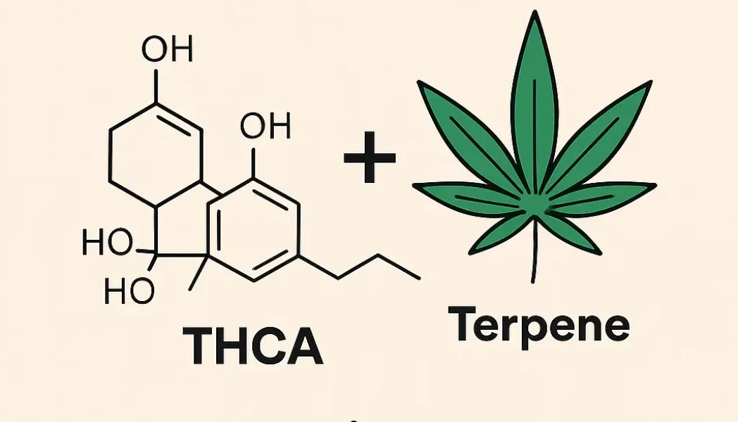 THCA Terpene entourage effekt