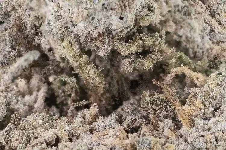 Strawberry ice cannabis blüten