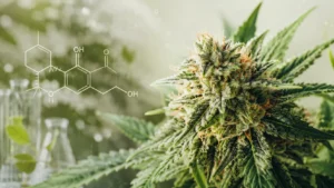 Cannabispflanze mit THCA-Molekülstruktur als Symbol für die natürliche Herkunft von THCA
