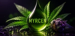 Myrcen Terpen – natürliches Cannabis-Terpen mit erdigem, fruchtigem Aroma