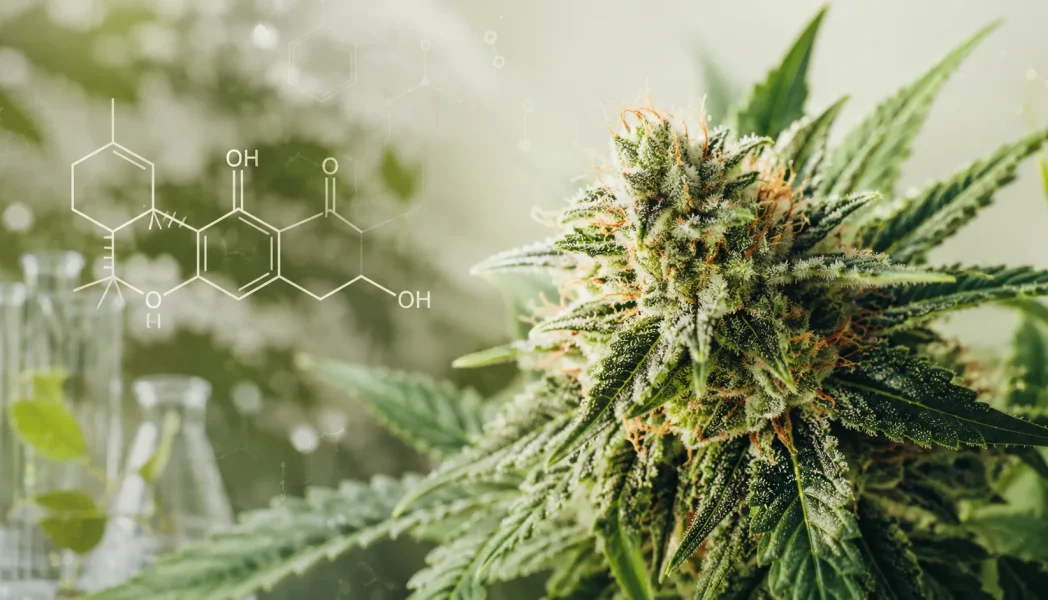 Cannabispflanze mit THCA-Molekülstruktur als Symbol für die natürliche Herkunft von THCA