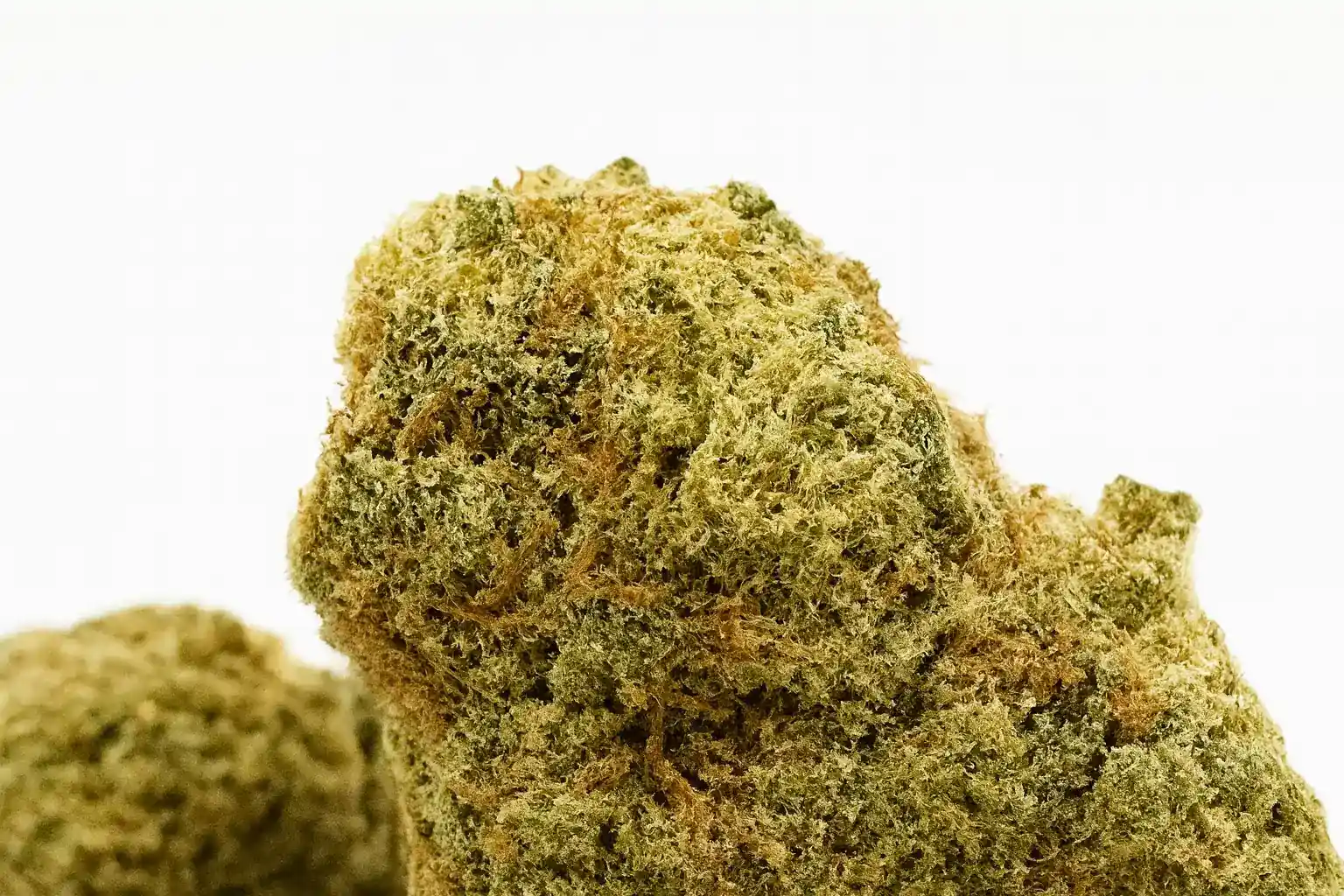 Amnesia Haze closeup trichome