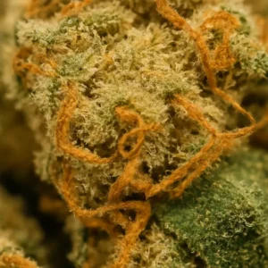 Lemon kush CBD-Blüten super closeup trichome