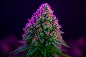 Haze kaufen – legal, hochwertig & sicher bei Hempli.de