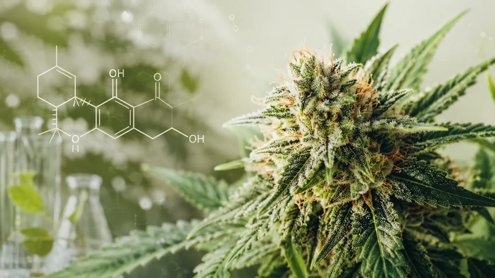 Cannabispflanze mit THCA-Molekülstruktur als Symbol für die natürliche Herkunft von THCA